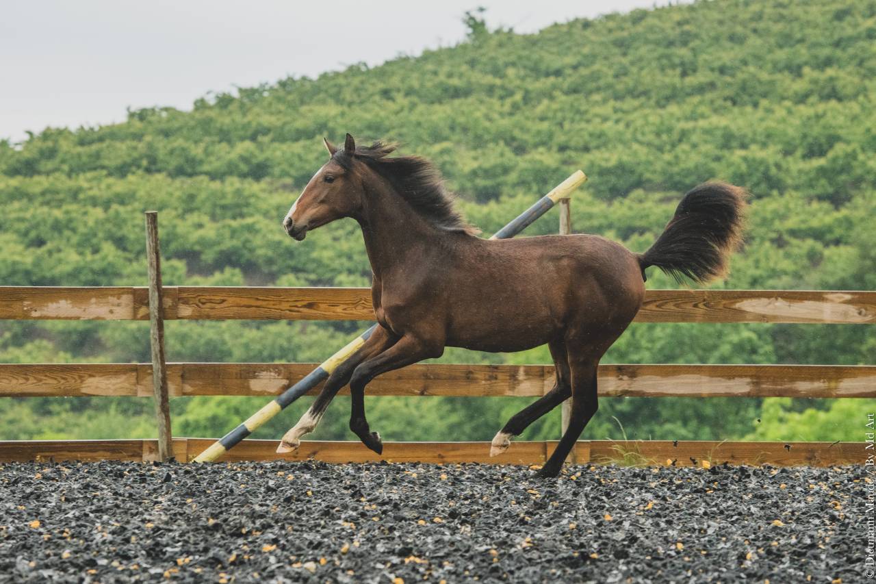 Potranca PRE Pura Raza Española En venta 2025 Bayo