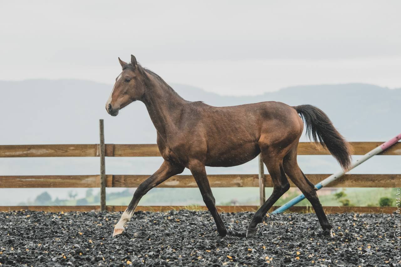 Potranca PRE Pura Raza Española En venta 2025 Bayo