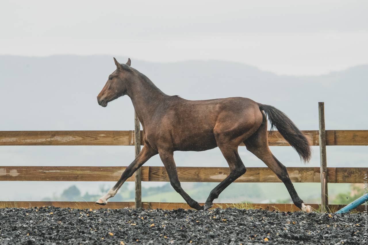 Potranca PRE Pura Raza Española En venta 2025 Bayo