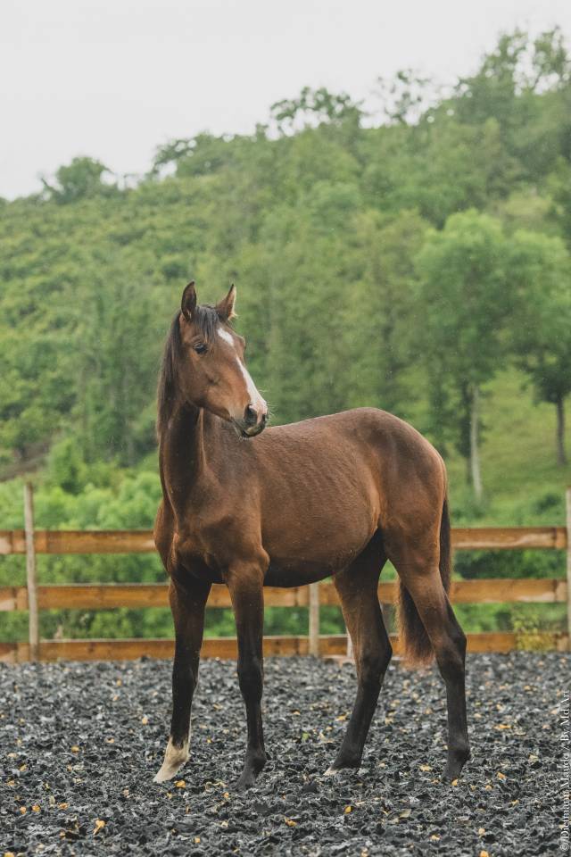 Potranca PRE Pura Raza Española En venta 2025 Bayo