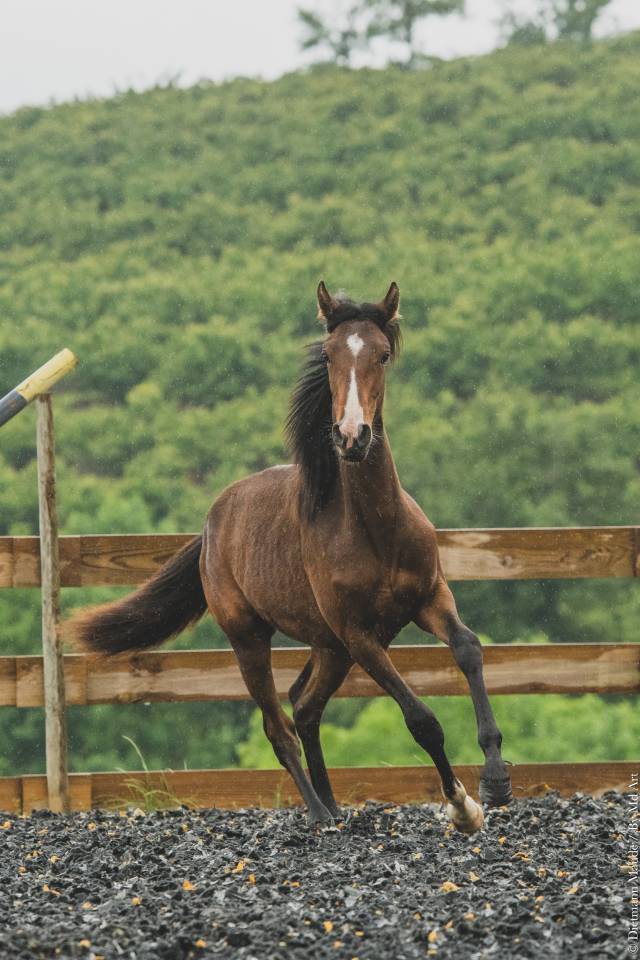 Potranca PRE Pura Raza Española En venta 2025 Bayo