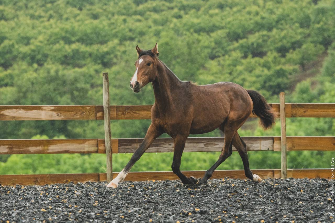 Potranca PRE Pura Raza Española En venta 2025 Bayo