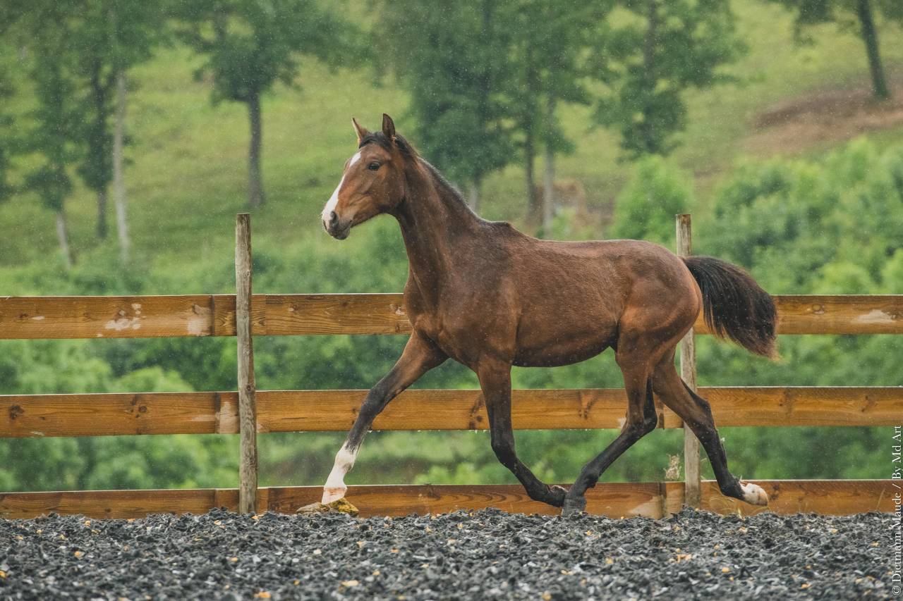 Potranca PRE Pura Raza Española En venta 2025 Bayo