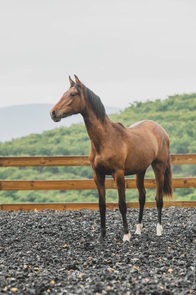 Potranca PRE Pura Raza Española En venta 2024 Bayo