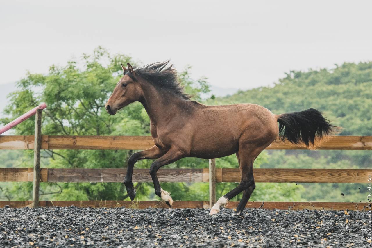 Potranca PRE Pura Raza Española En venta 2024 Bayo
