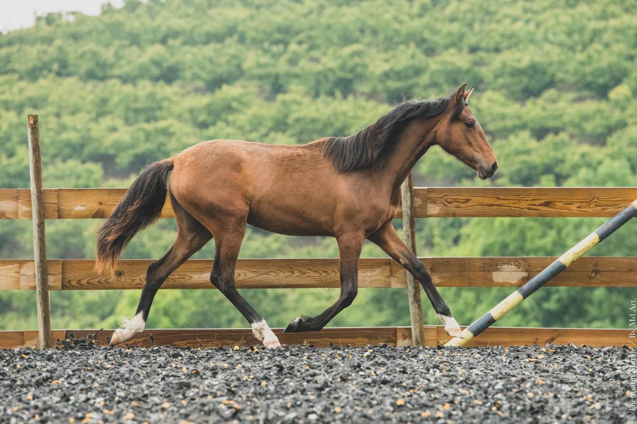 Potranca PRE Pura Raza Española En venta 2024 Bayo