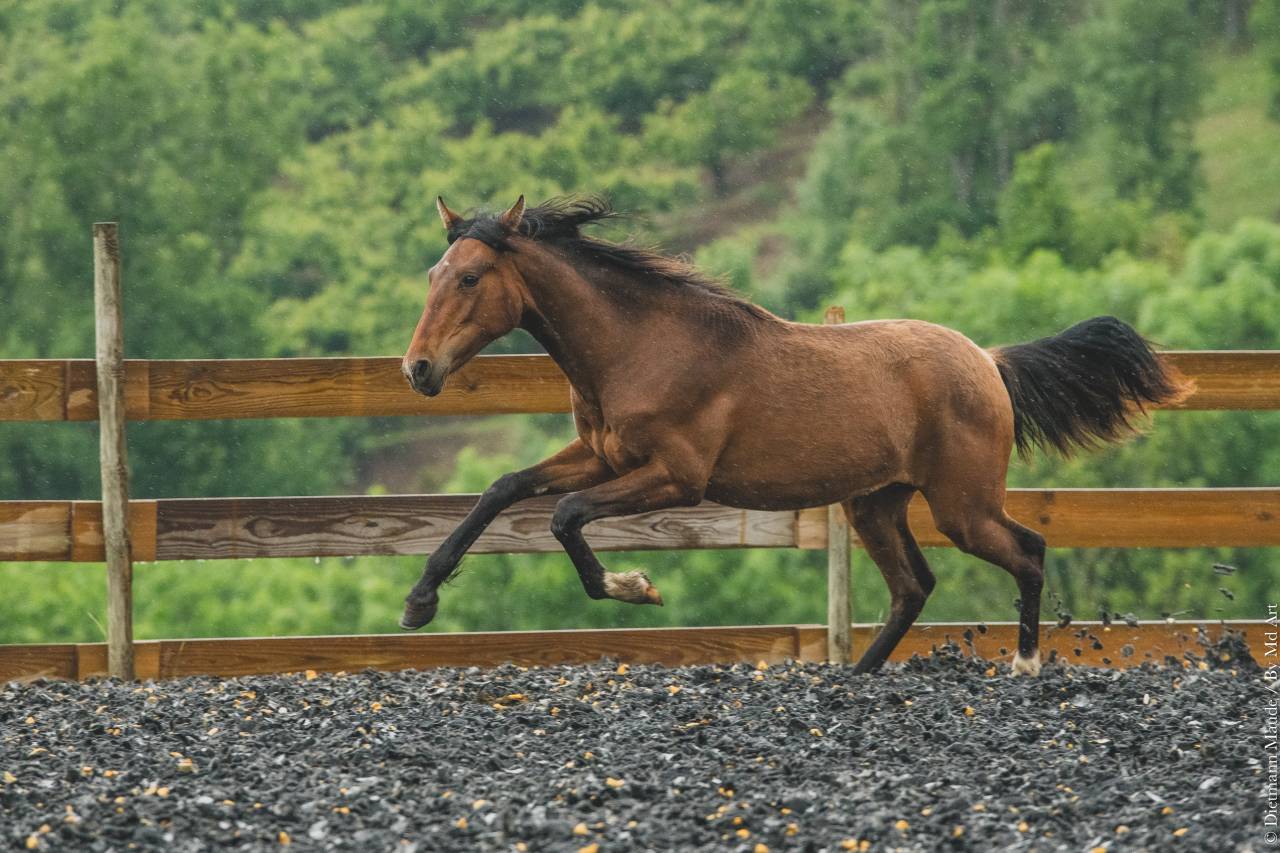 Potranca PRE Pura Raza Española En venta 2024 Bayo