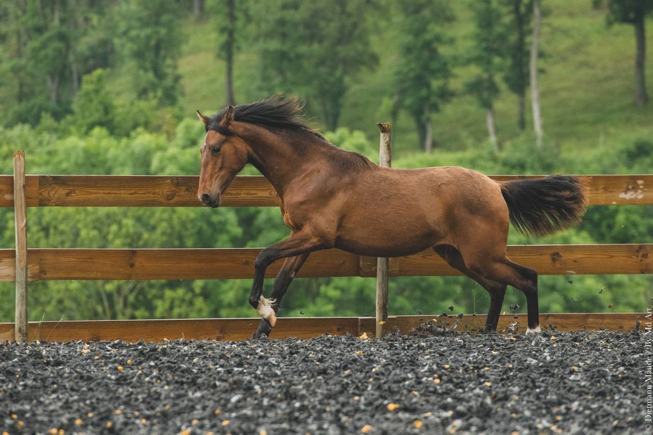 Potranca PRE Pura Raza Española En venta 2024 Bayo