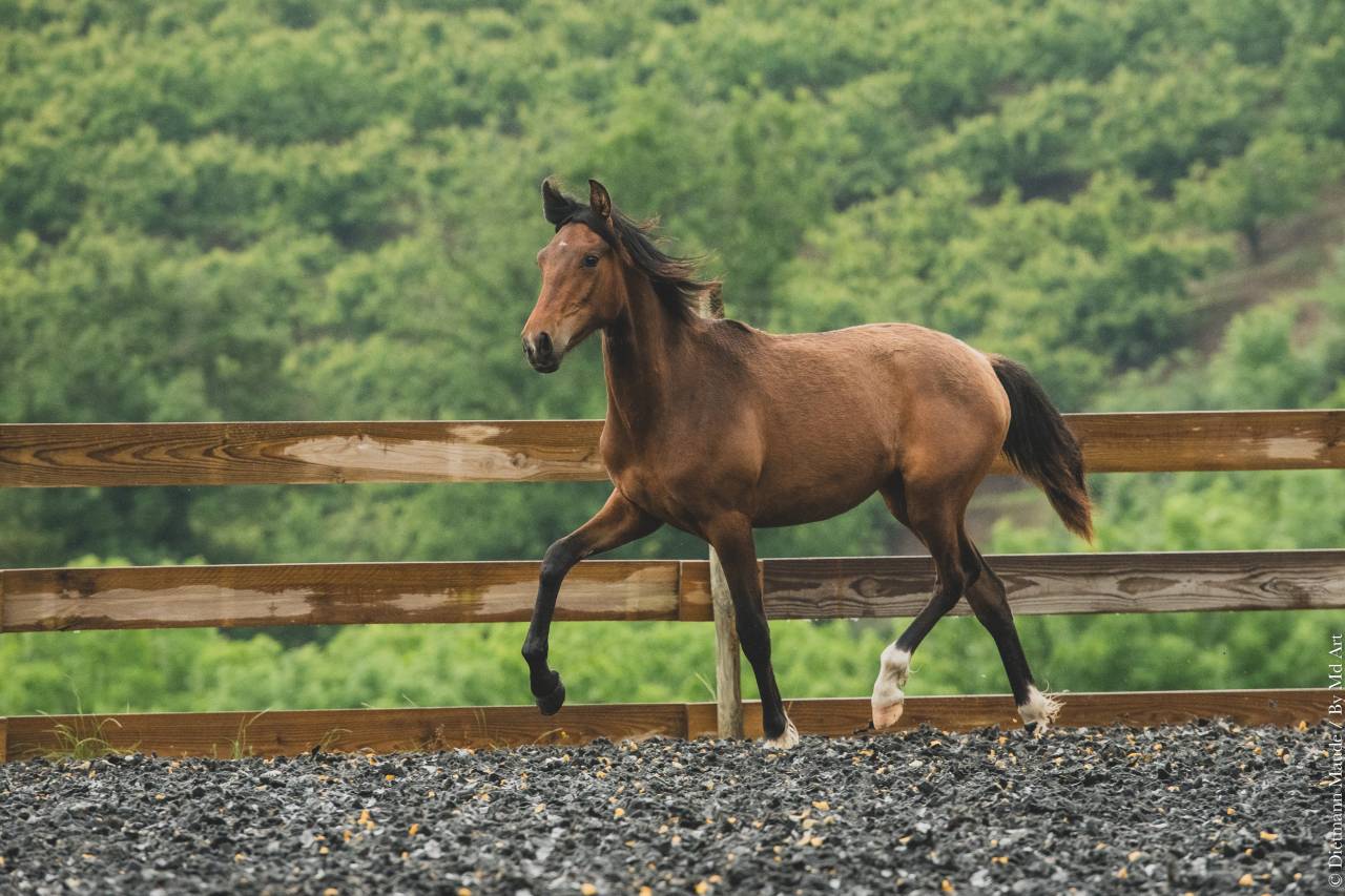 Potranca PRE Pura Raza Española En venta 2024 Bayo