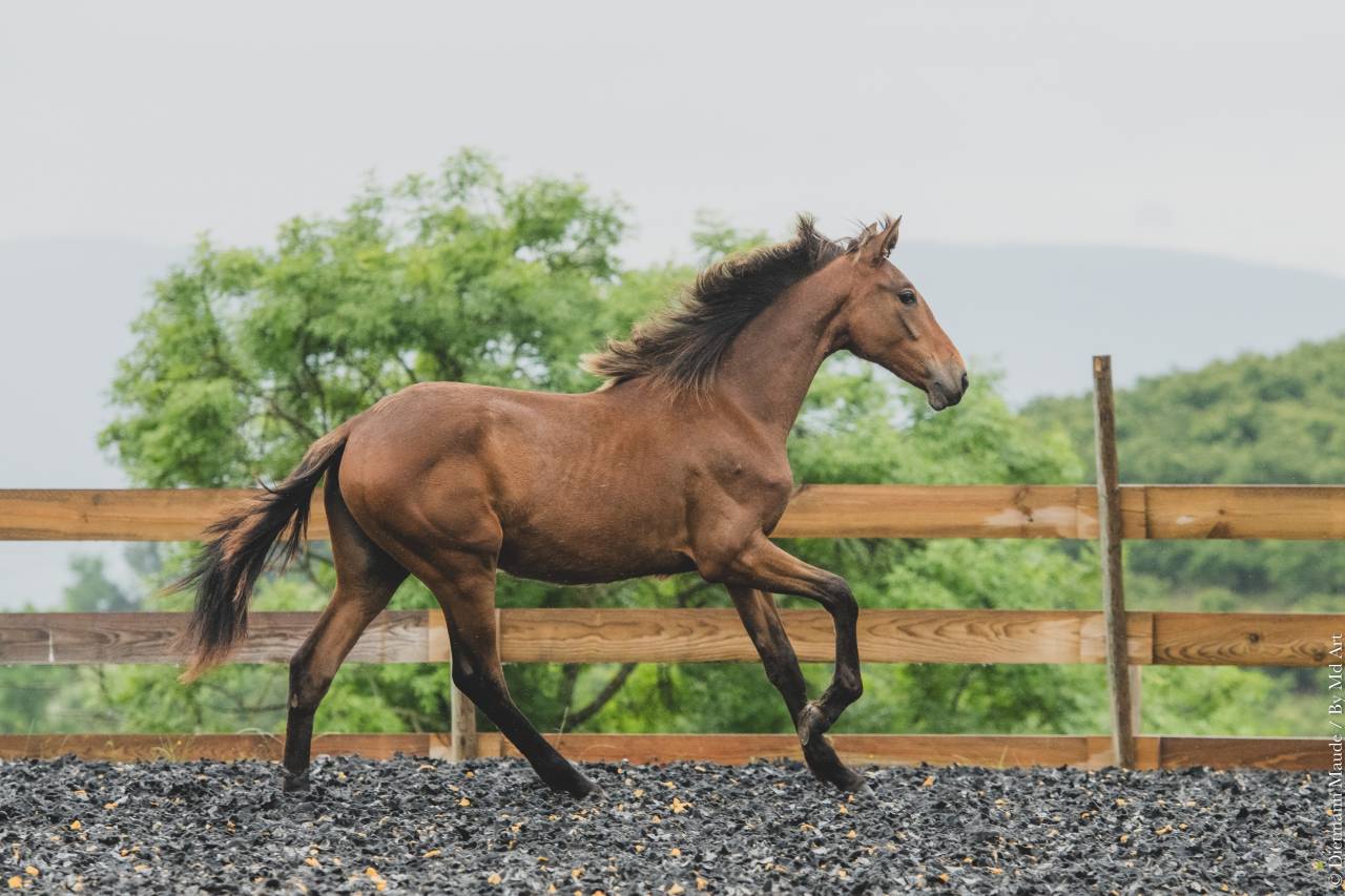 Potranca PRE Pura Raza Española En venta 2024 Otra capa