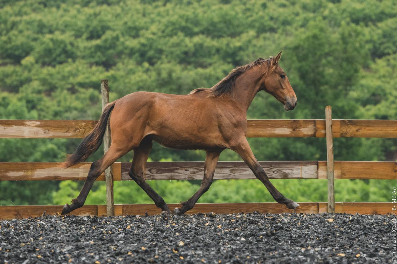 Potranca PRE Pura Raza Española En venta 2024 Otra capa