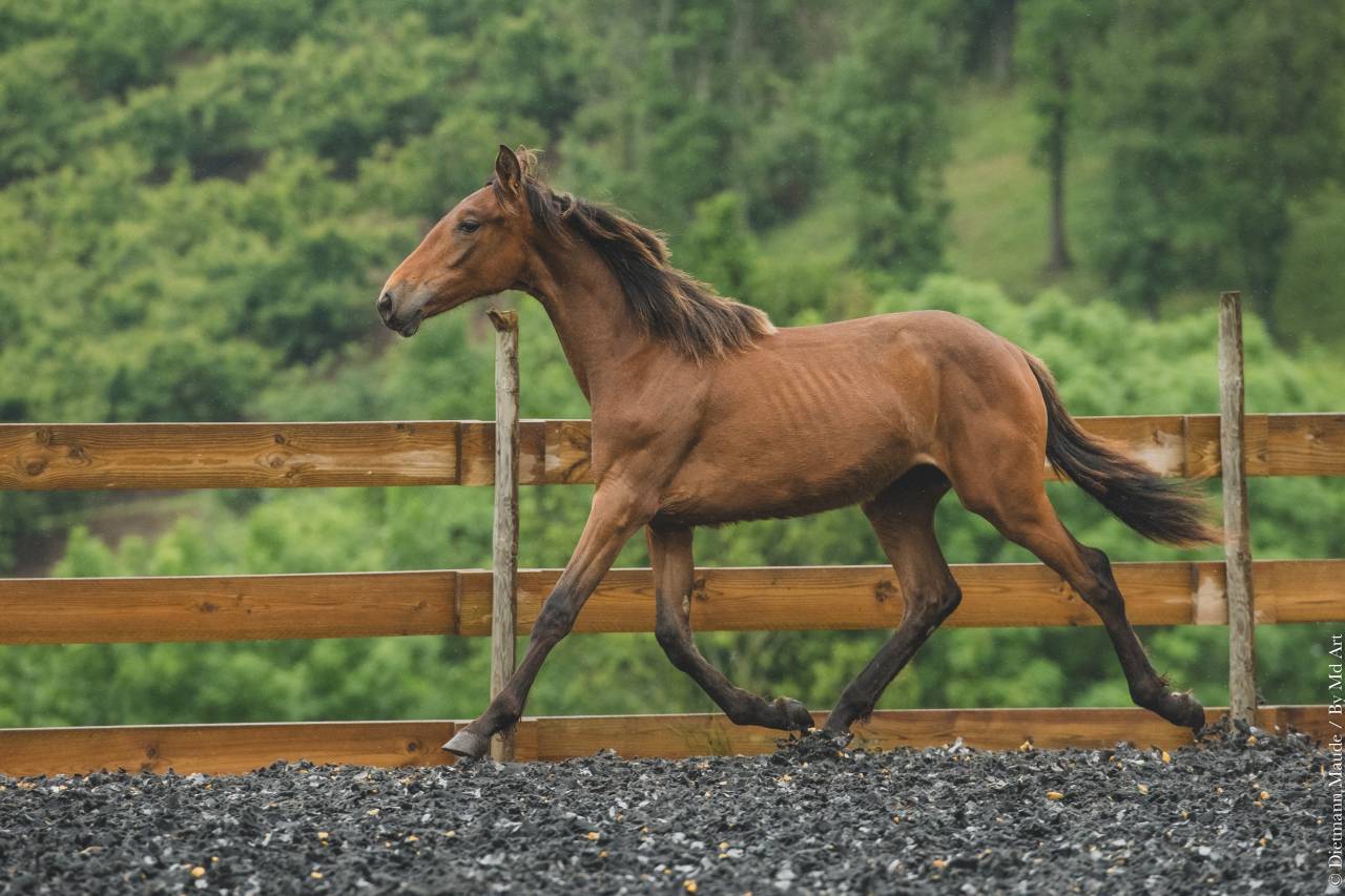 Potranca PRE Pura Raza Española En venta 2024 Otra capa