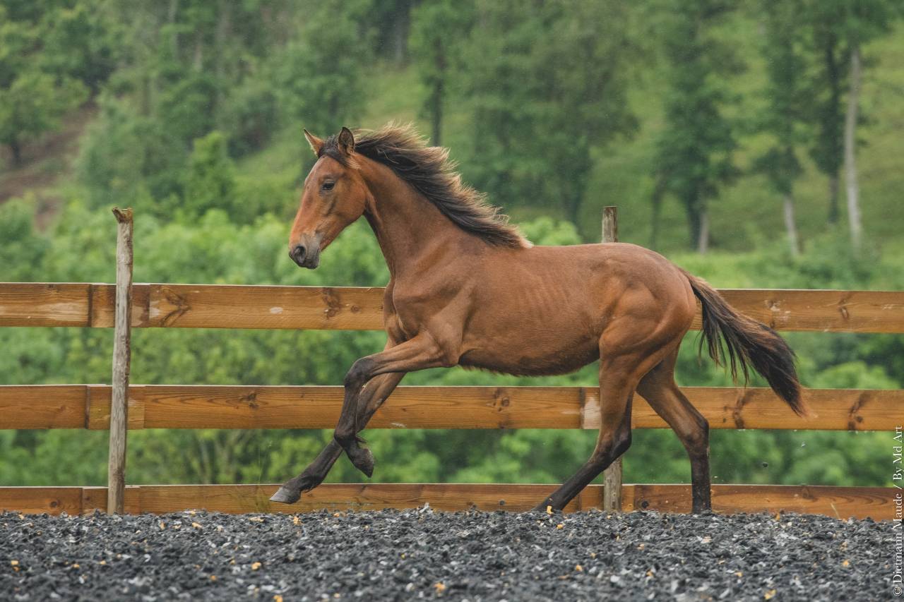 Potranca PRE Pura Raza Española En venta 2024 Otra capa