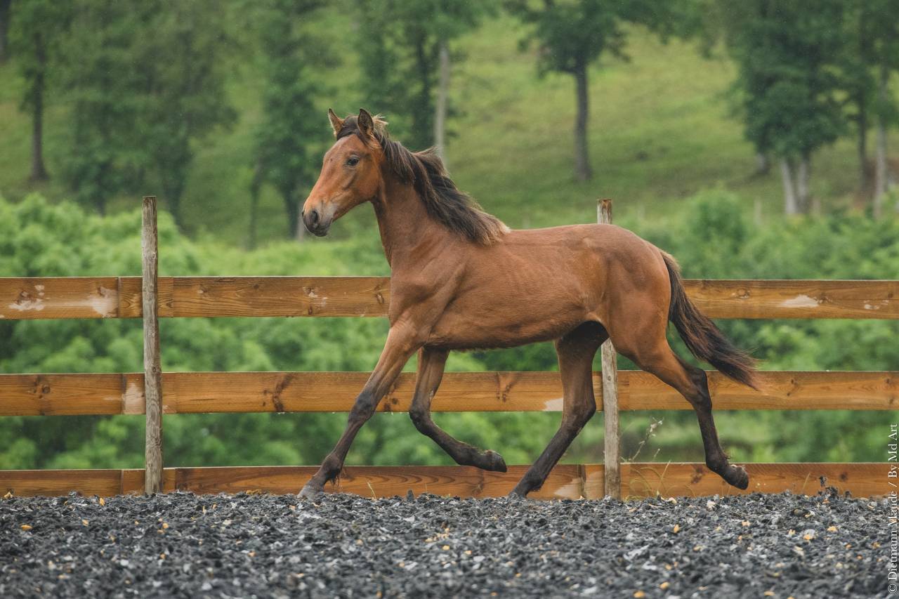 Potranca PRE Pura Raza Española En venta 2024 Otra capa