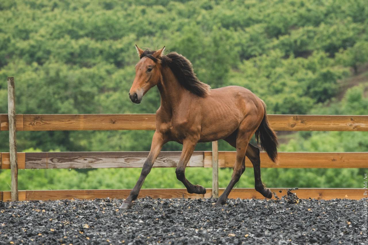 Potranca PRE Pura Raza Española En venta 2024 Otra capa
