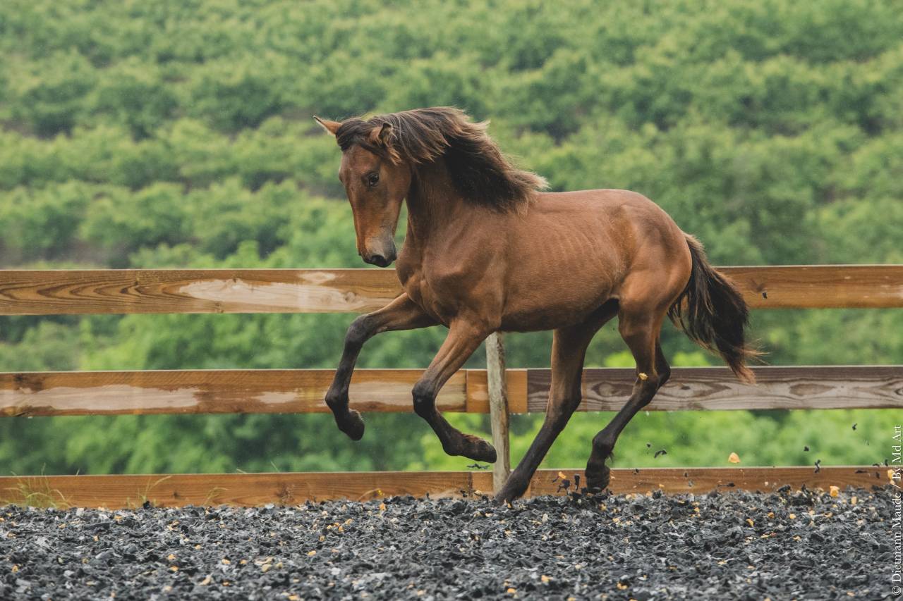 Potranca PRE Pura Raza Española En venta 2024 Otra capa