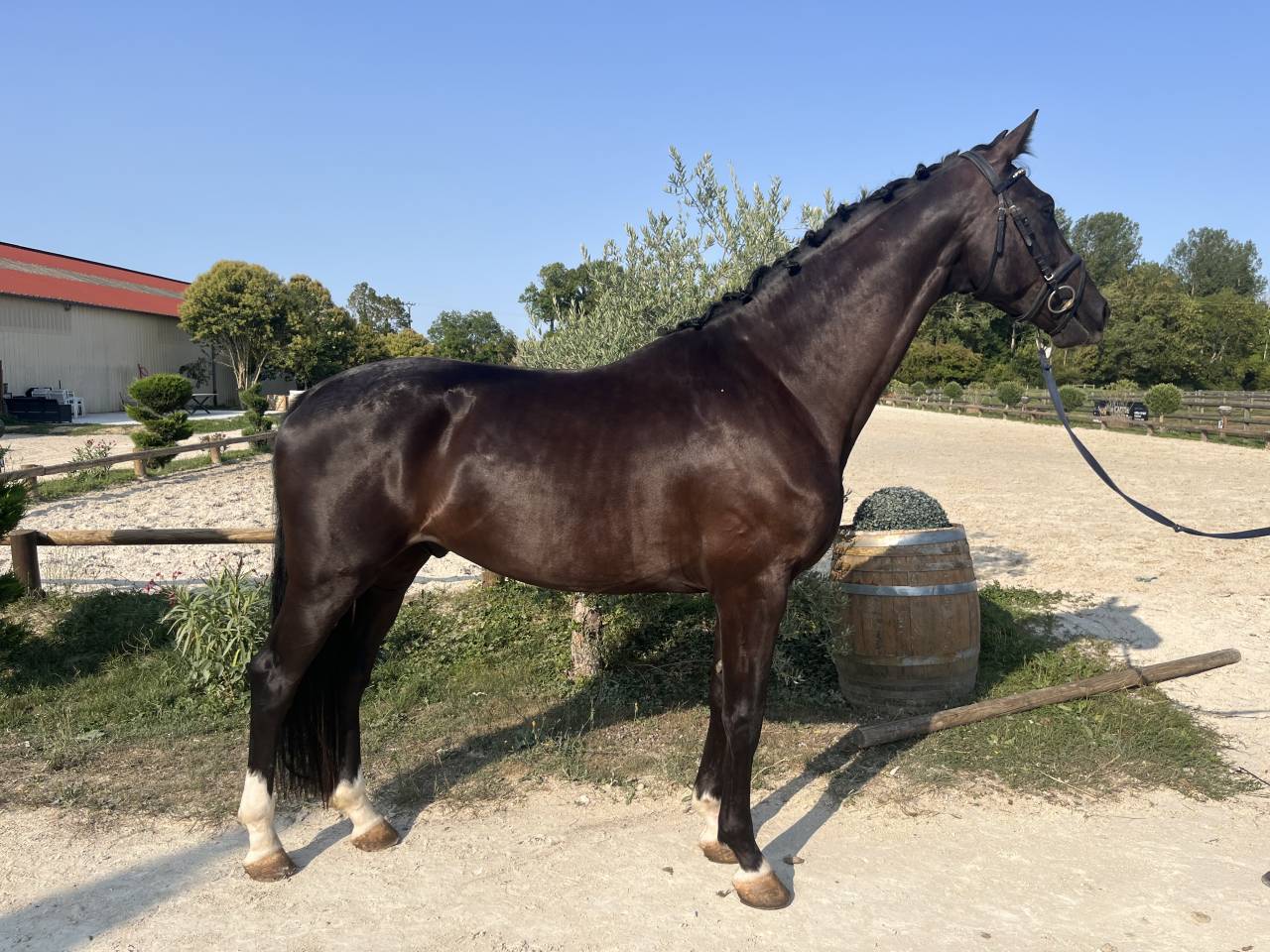 Caballo castrado Hannoveriano En venta 2022 Negro por Jameson