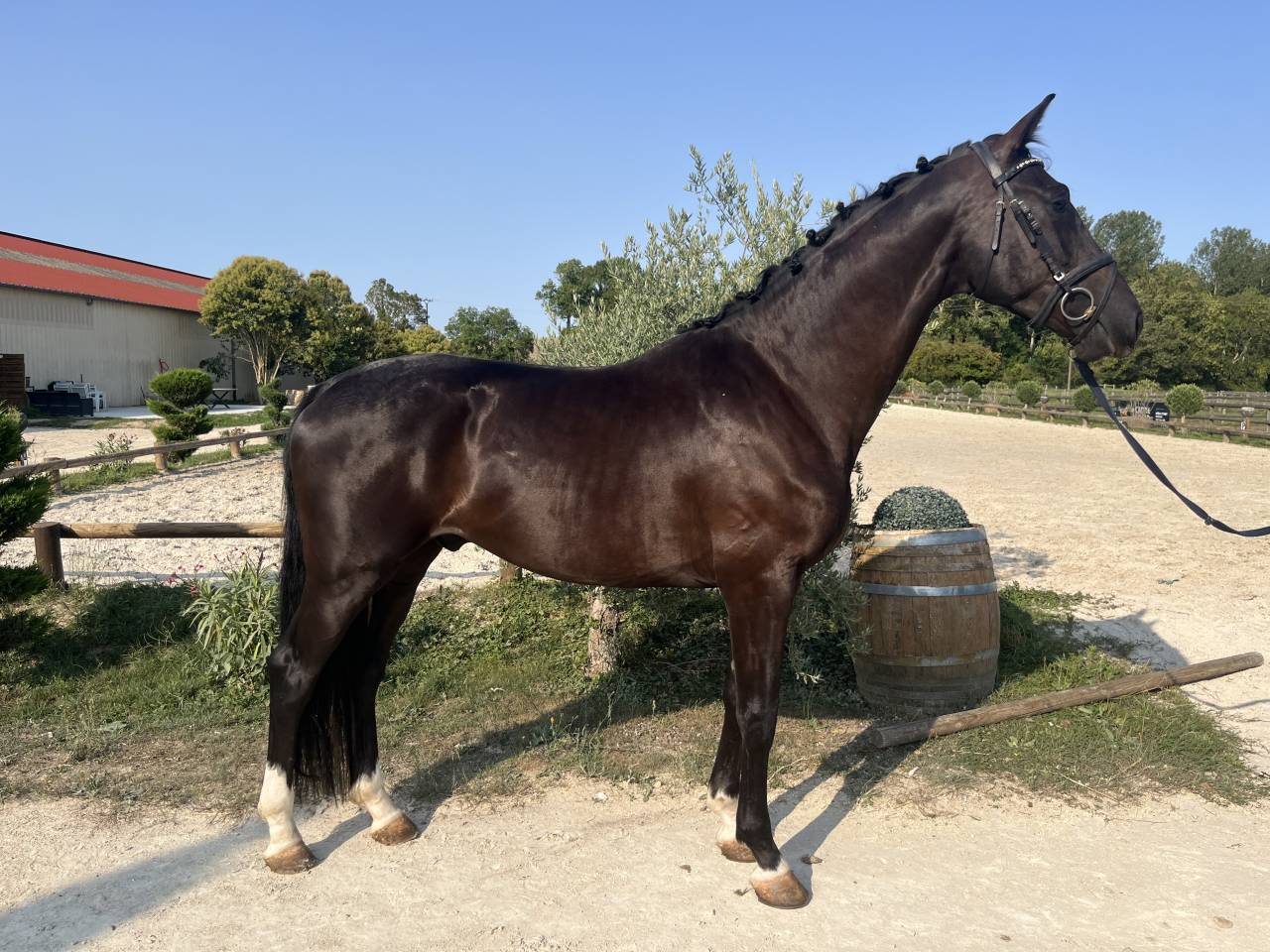 Caballo castrado Hannoveriano En venta 2022 Negro por Jameson
