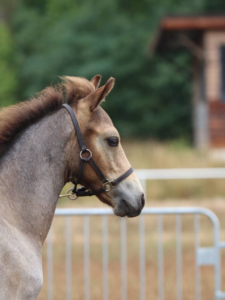 Potro Connemara En venta 2025 Tordo por Elwood blues d’Argan