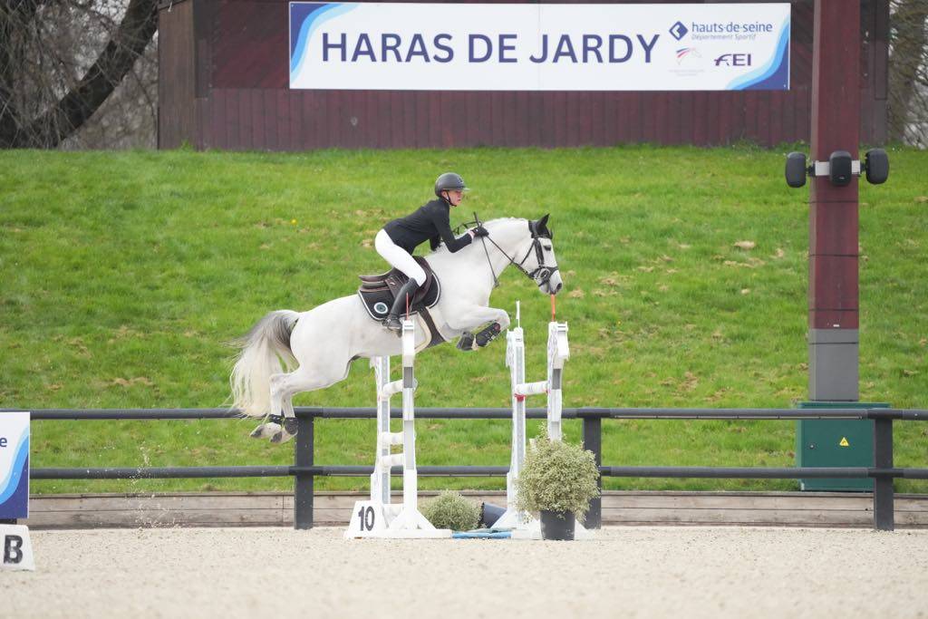 Potro Connemara En venta 2025 Tordo por Elwood blues d’Argan