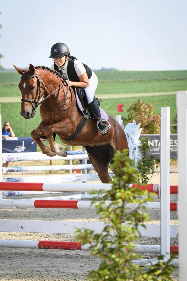 Caballo castrado PFS Poni Françés de Silla En venta 2021 Alazán por ELDORADO D'ELLE, SF