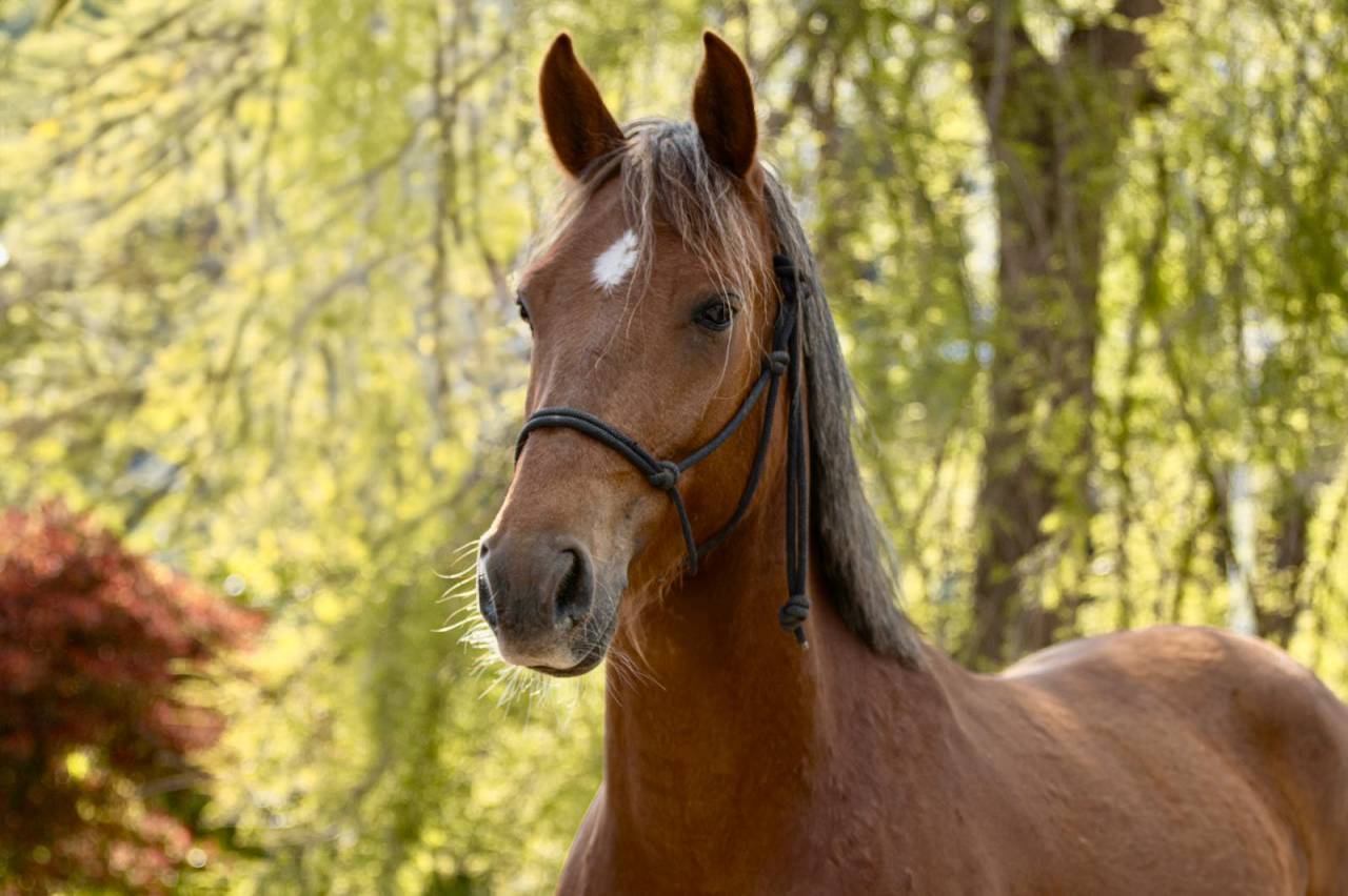 Caballo castrado PFS Poni Françés de Silla En venta 2021 Alazán por ELDORADO D'ELLE, SF