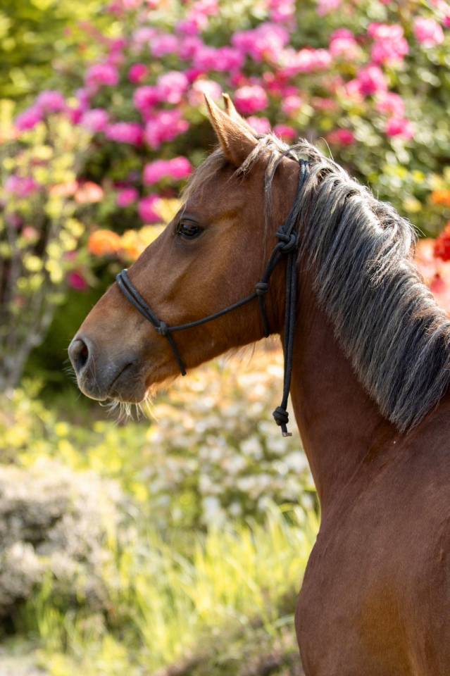 Caballo castrado PFS Poni Françés de Silla En venta 2021 Alazán por ELDORADO D'ELLE, SF