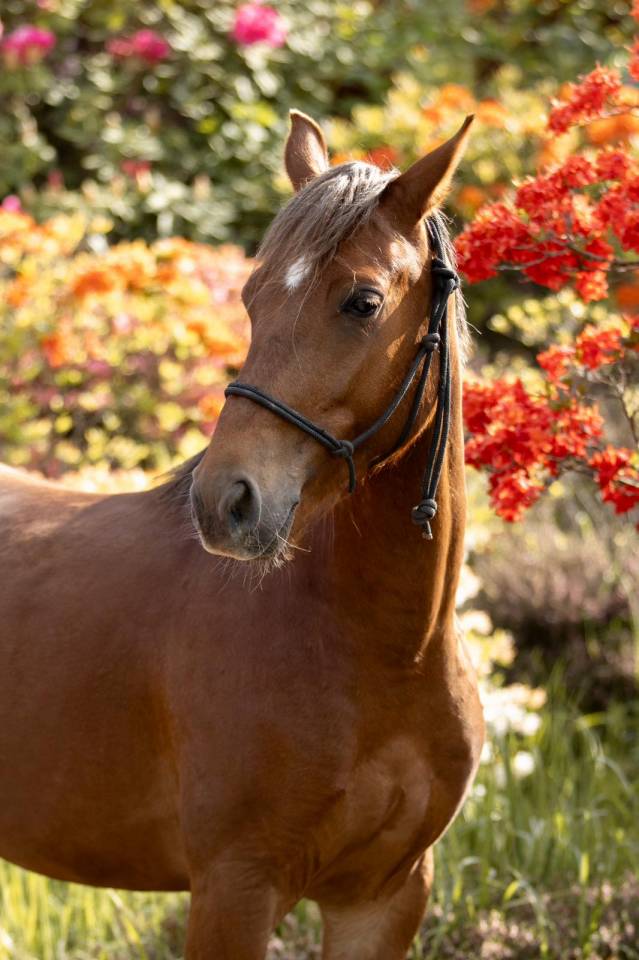 Caballo castrado PFS Poni Françés de Silla En venta 2021 Alazán por ELDORADO D'ELLE, SF