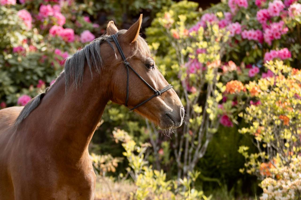 Caballo castrado PFS Poni Françés de Silla En venta 2021 Alazán por ELDORADO D'ELLE, SF