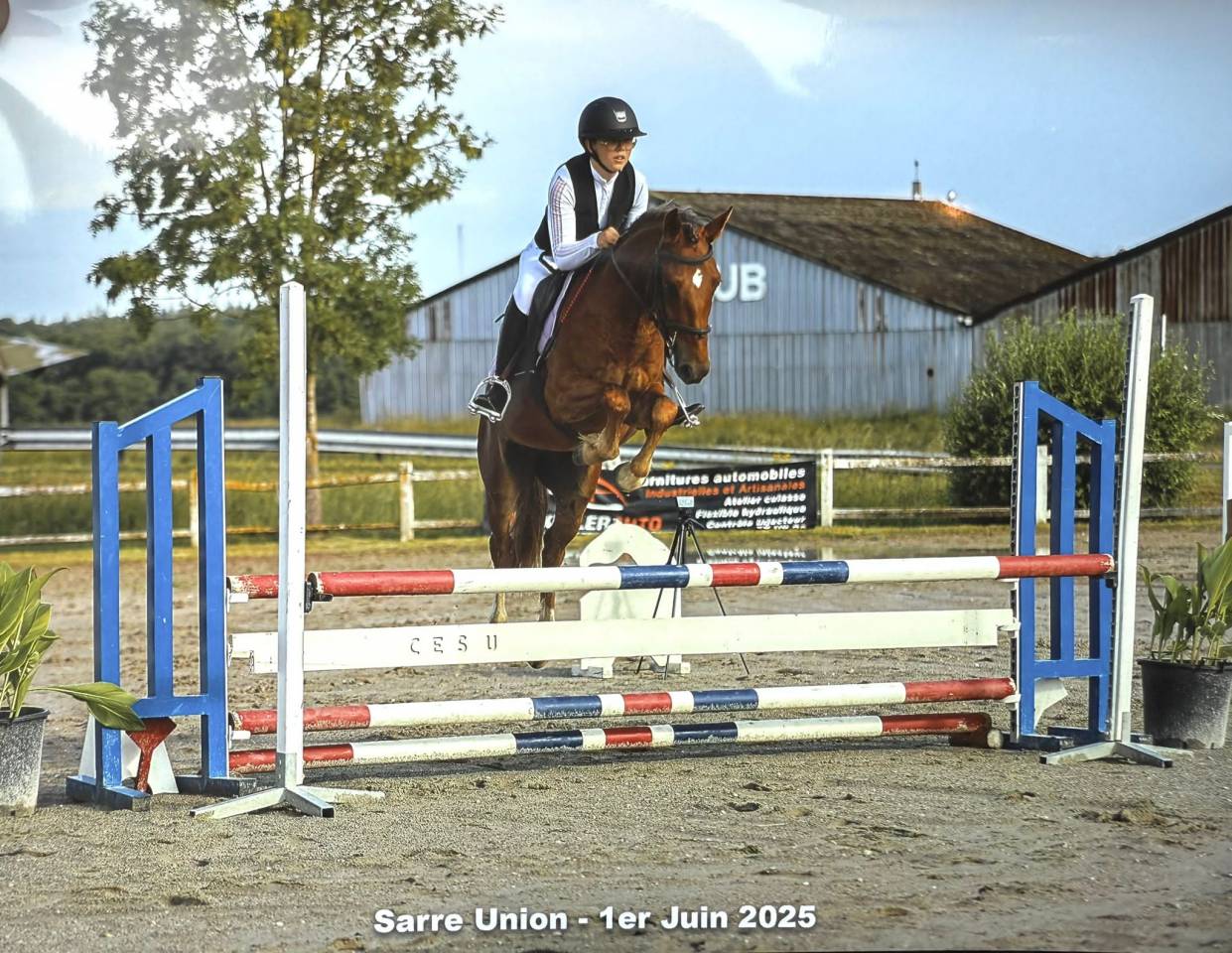 Caballo castrado PFS Poni Françés de Silla En venta 2021 Alazán por ELDORADO D'ELLE, SF