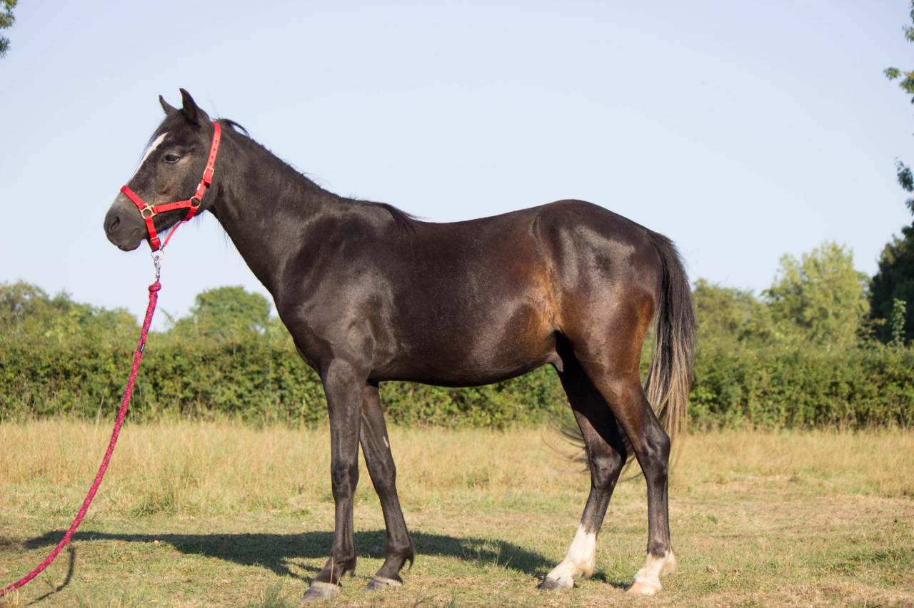 Caballo castrado Welsh Poni (Sección B) En venta 2023 Tordo