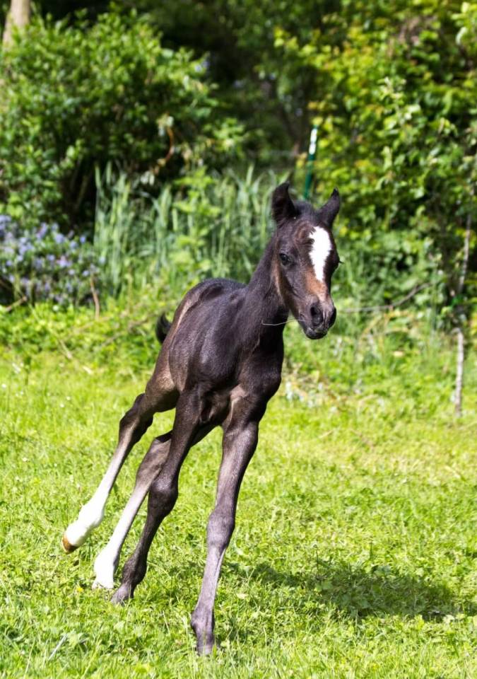 Caballo castrado Welsh Poni (Sección B) En venta 2023 Tordo