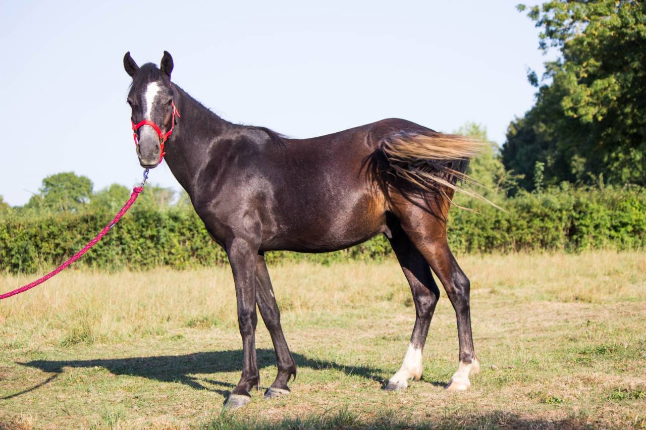 Caballo castrado Welsh Poni (Sección B) En venta 2023 Tordo