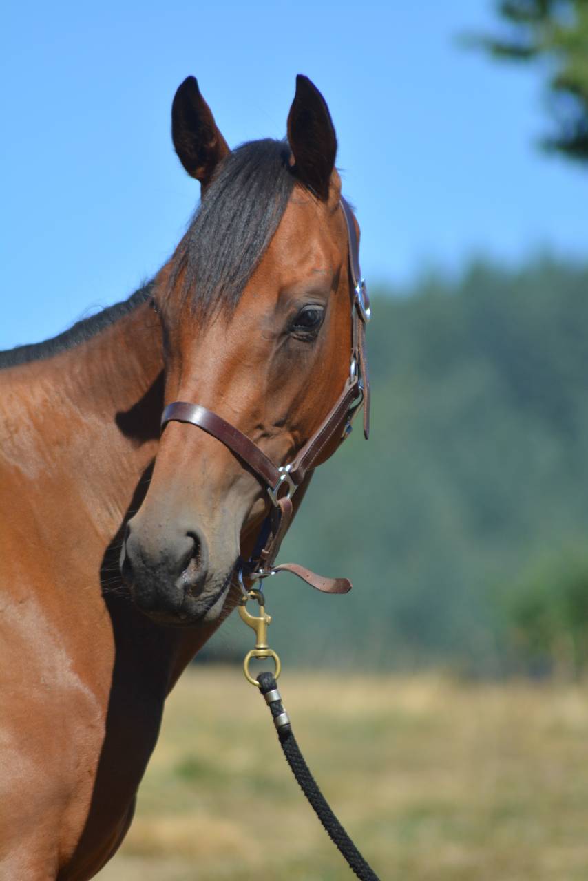 Yegua Pura Sangre Inglés En venta 2022 Bayo