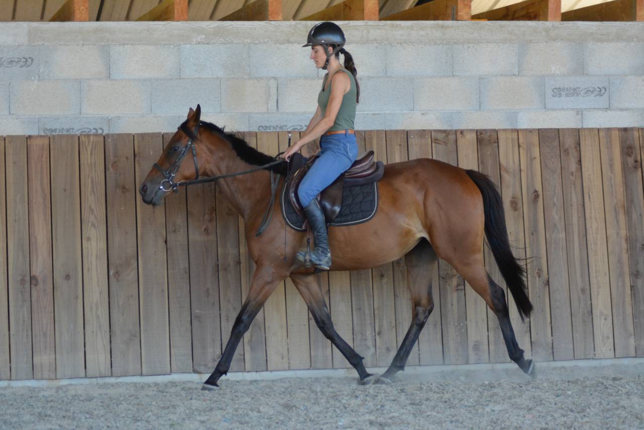 Yegua Pura Sangre Inglés En venta 2022 Bayo