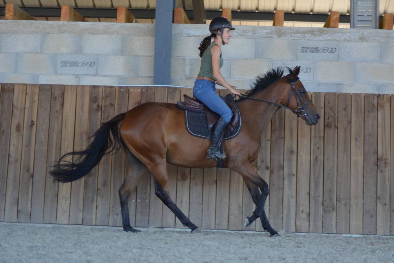 Yegua Pura Sangre Inglés En venta 2022 Bayo