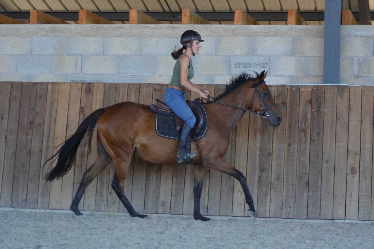 Yegua Pura Sangre Inglés En venta 2022 Bayo