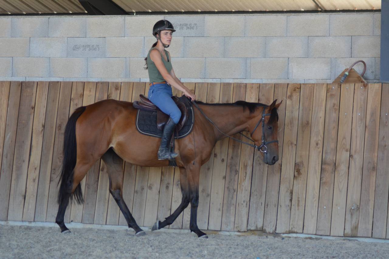 Yegua Pura Sangre Inglés En venta 2022 Bayo