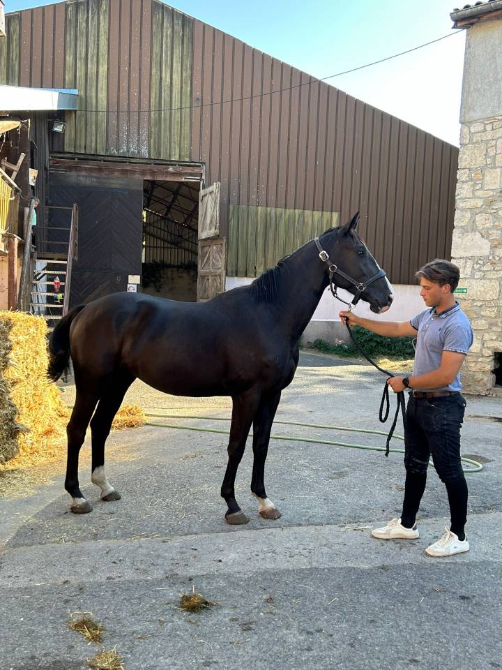 Caballo castrado Silla Francés En venta 2022 Negro por James bond d'azur