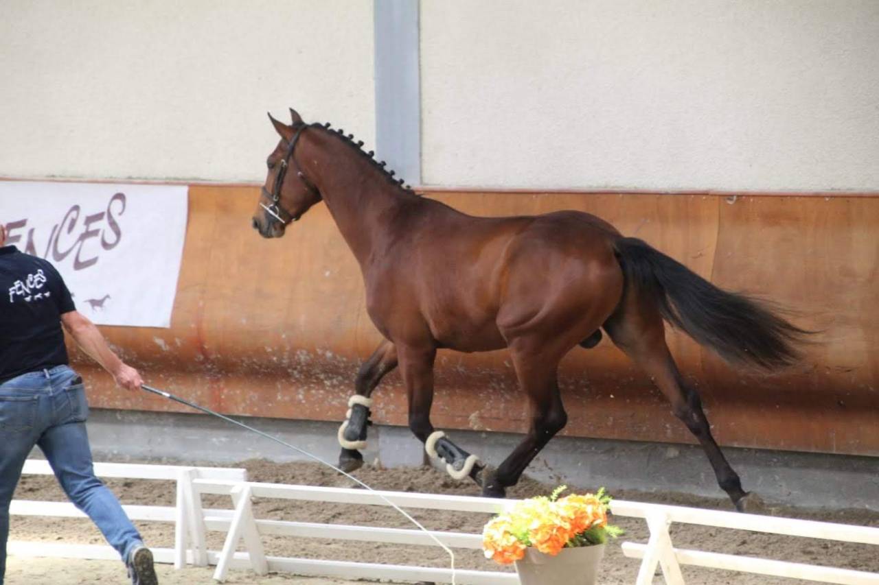 Caballo castrado Silla Francés En venta 2022 Negro por James bond d'azur