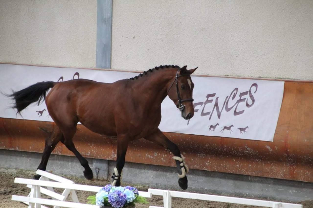 Caballo castrado Silla Francés En venta 2022 Negro por James bond d'azur