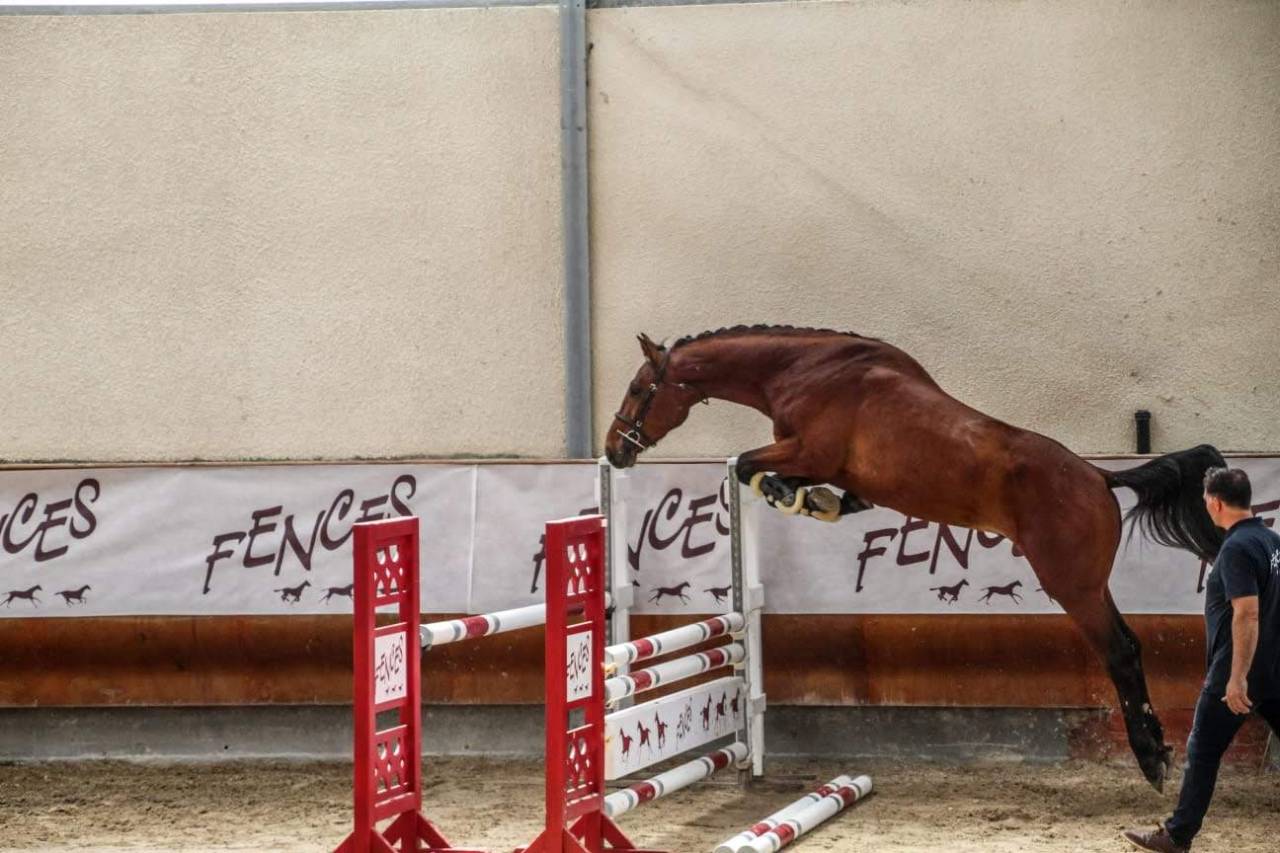 Caballo castrado Silla Francés En venta 2022 Negro por James bond d'azur