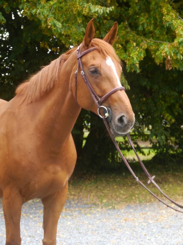 Yegua Silla Francés En venta 2017 Alazán por DIAMANT DE SEMILLY