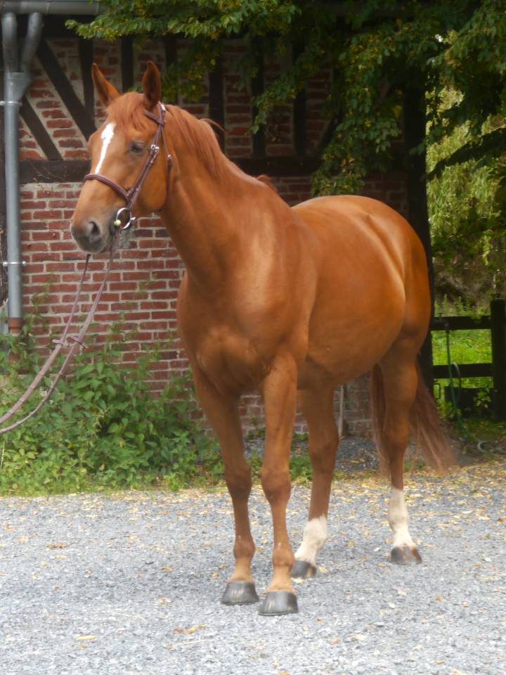 Yegua Silla Francés En venta 2017 Alazán por DIAMANT DE SEMILLY