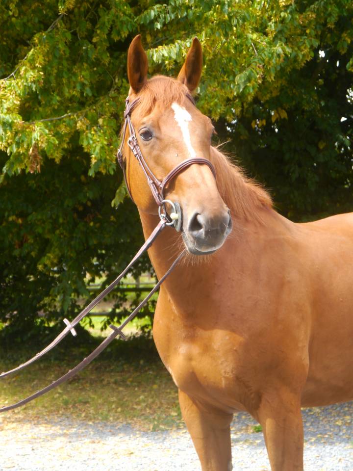Yegua Silla Francés En venta 2017 Alazán por DIAMANT DE SEMILLY