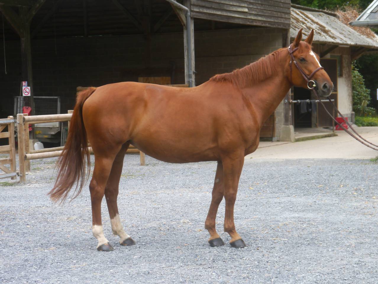 Yegua Silla Francés En venta 2017 Alazán por DIAMANT DE SEMILLY