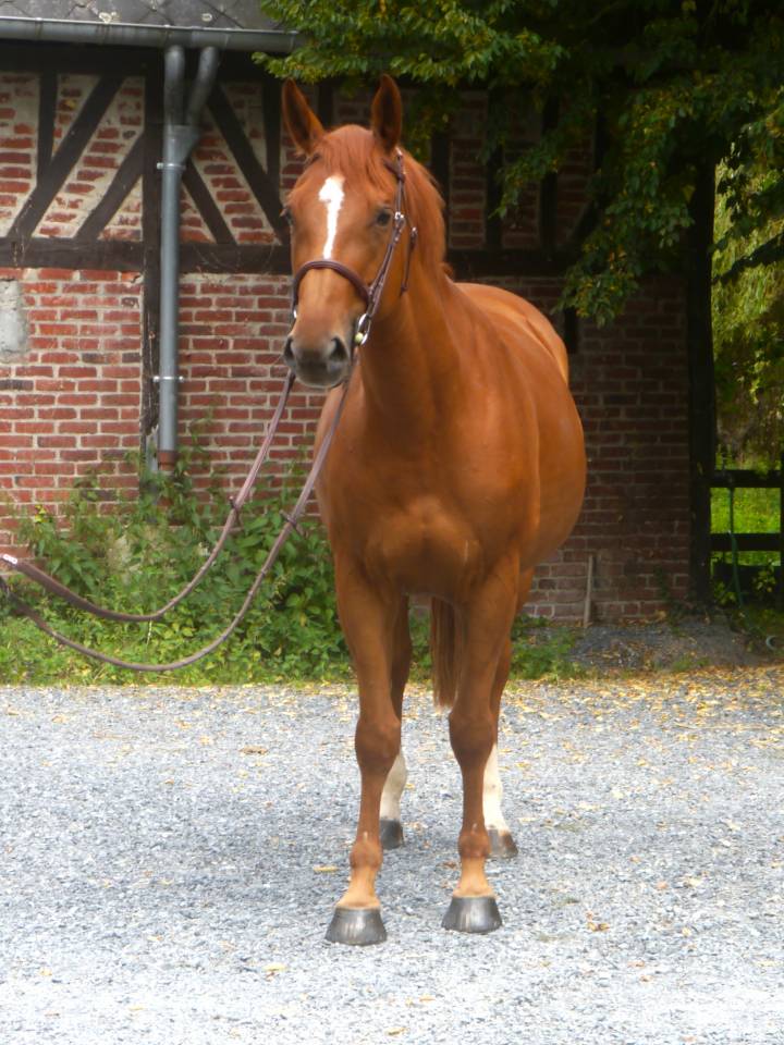 Yegua Silla Francés En venta 2017 Alazán por DIAMANT DE SEMILLY