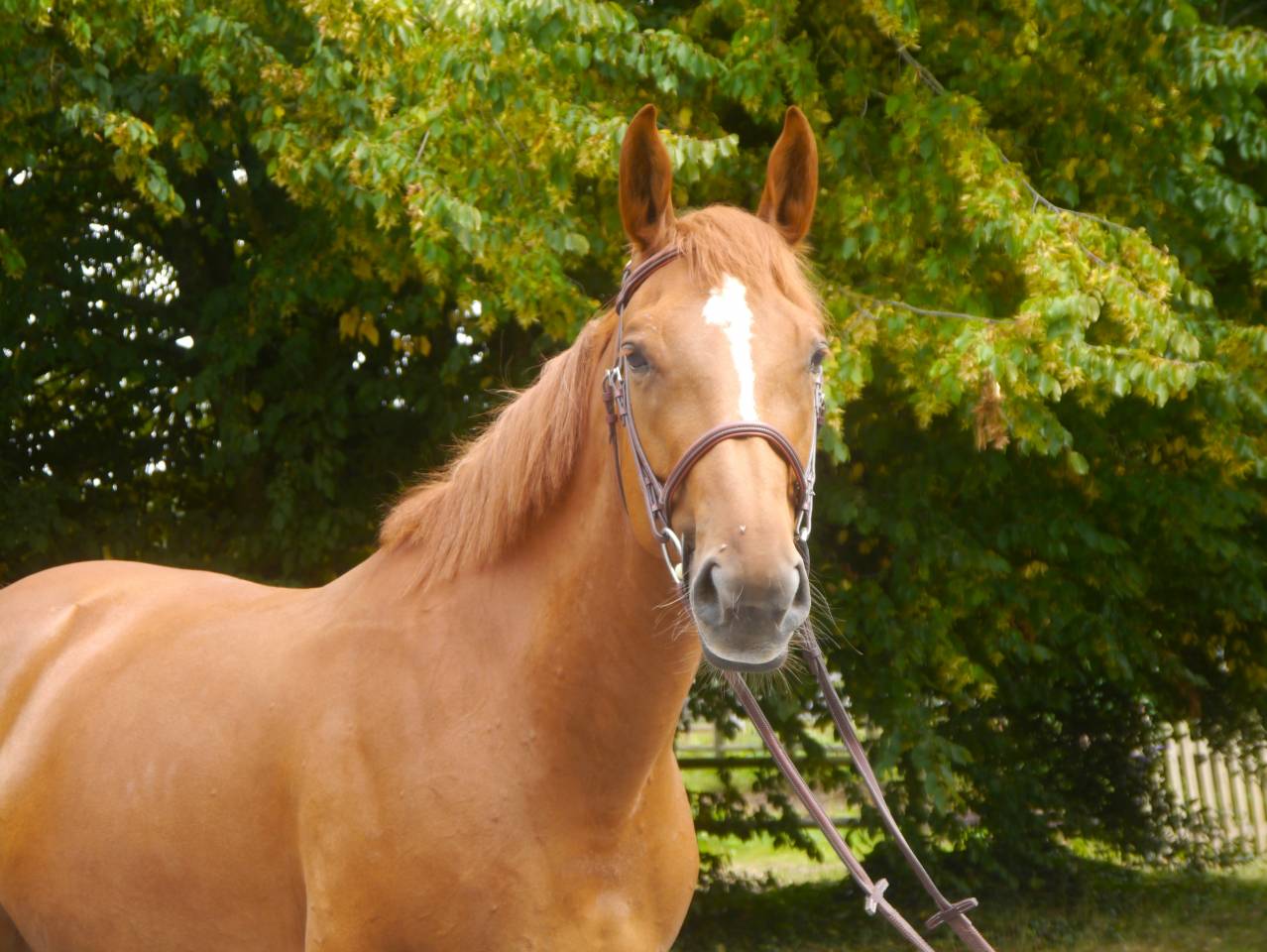 Yegua Silla Francés En venta 2017 Alazán por DIAMANT DE SEMILLY