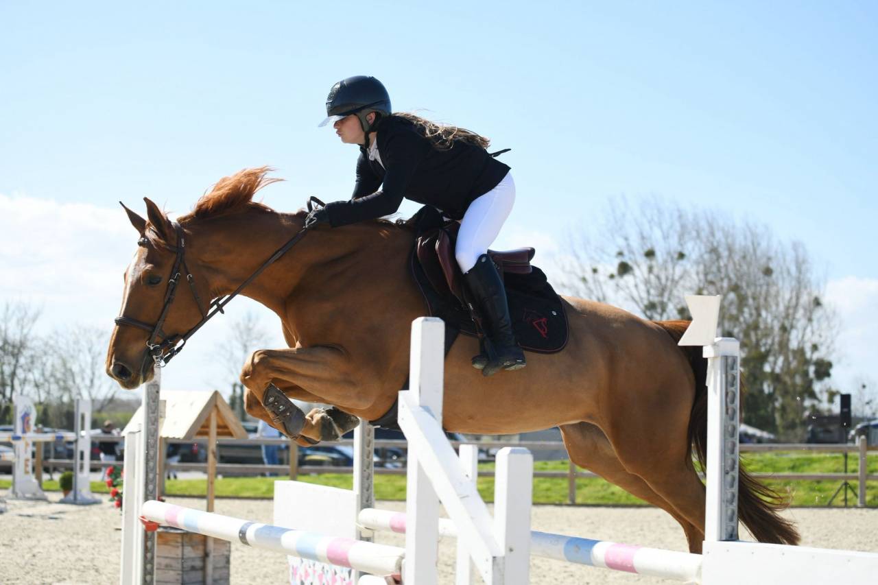 Yegua Silla Francés En venta 2017 Alazán por DIAMANT DE SEMILLY