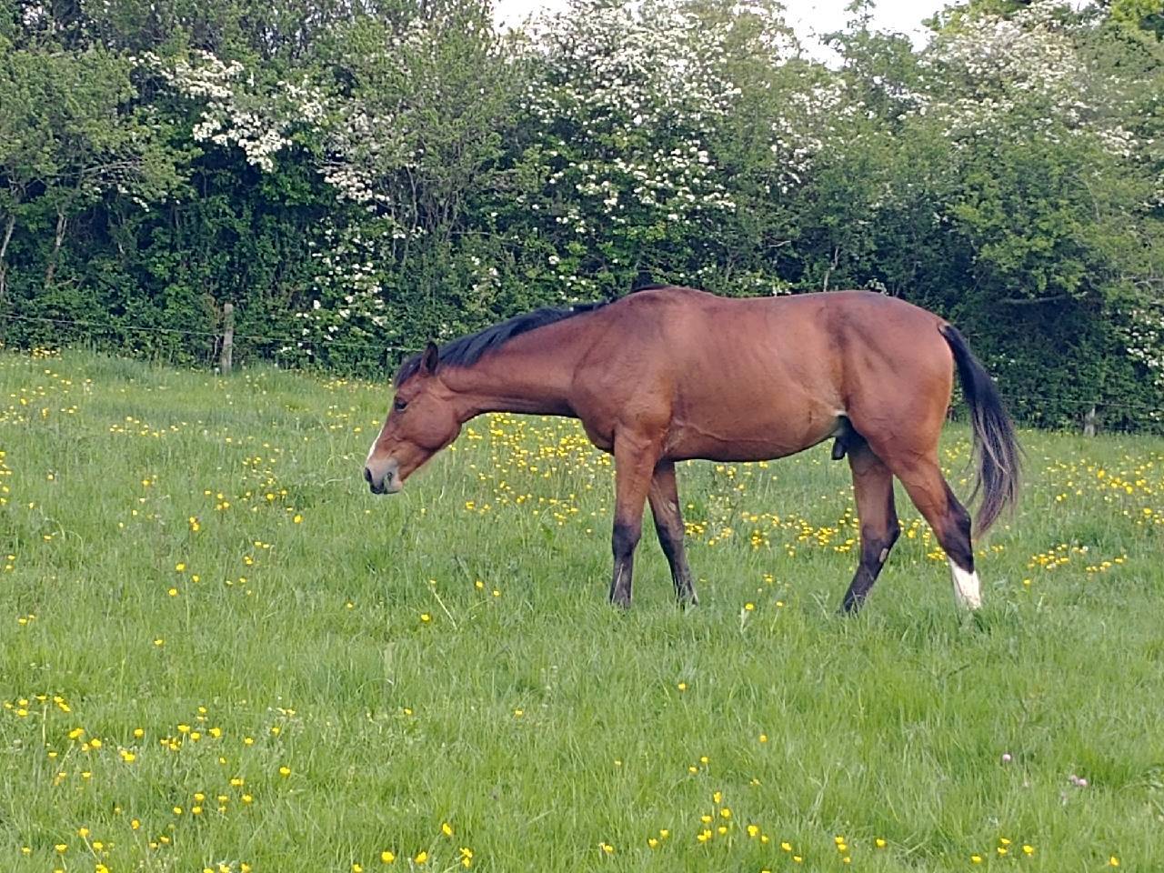 Caballo entero Silla Francés En venta 2023 Bayo por DOLLAR DELA PIERRE